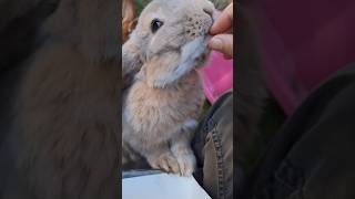 Wer wünscht noch kaninchen rabbit funny cute [upl. by Tlevesoor727]