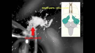 Larval Brain Dissection in Drosophila melanogaster [upl. by Skill338]