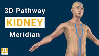 Kidney Meridian  3D pathway from point to point [upl. by Zuzana]