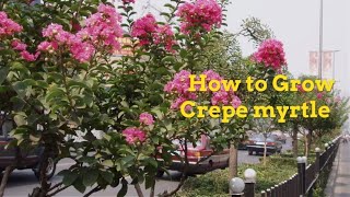 Lagerstroemia indica Growing Guide Crepe myrtle by GardenersHQ [upl. by Kleinstein]