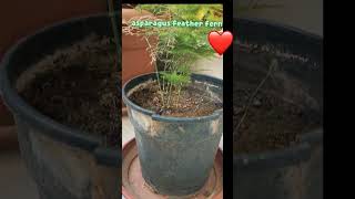 Asparagus feather fern plant care youtubeshorts houseplant indoorplants [upl. by Themis]