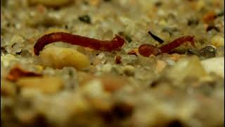 Short Shots 5 Deep Water Chironomid Larva Feeding and Swimming [upl. by Eiramait]