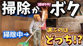 仕事中に突然、人に甘えたい引退競走馬が可愛すぎた…仕事をするか馬と遊ぶか、究極の2択です。【ツルマルボーイ様のシモベ】 [upl. by Yeliw]