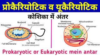 Prokaryotic cell Vs Eukaryotic cells Difference between prokaryotic and eukaryotic cell [upl. by Arrat]