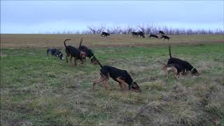 Chasse au lièvre avec des bruno du jura 1ere partie [upl. by Eivlys521]