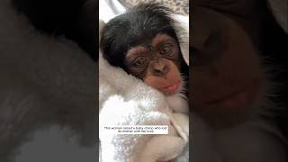 Baby chimp chimpanzee animalshorts animalrescue [upl. by Radek122]