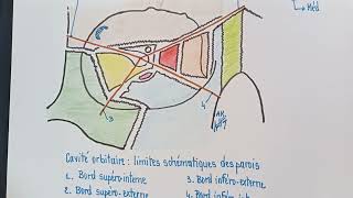 Cavité orbitaire  paroi inférieure ou plancher de la cavité [upl. by Bhatt]