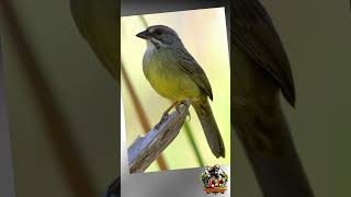 🦜 6 Especies Endémicas de la Ciénaga de Zapata cuba top animales 🌿🐍 [upl. by Derrek16]