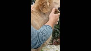 Le Toilettage Golden Retriever [upl. by Aiek]