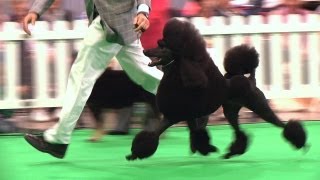 City of Birmingham Championship Dog Show 2013  Utility group [upl. by Eiduj55]