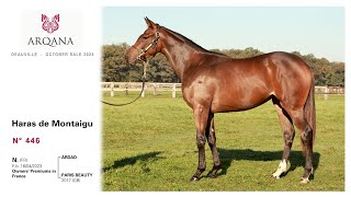 Arqana October Yearling Sale 2024  N° 446 F  Ardad présenté par le Haras De Montaigu [upl. by Claudell]