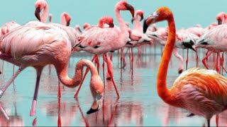 FLAMINGO DOCUMENTARY 🦩 [upl. by Zacherie]