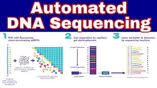 Automated DNA Sequencing  Ibad Biology [upl. by Noslen]