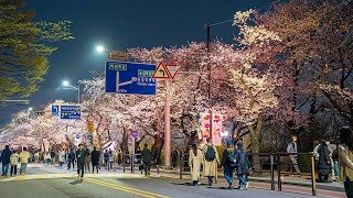 Seoul Cherry Blossom Festival Yeouido Hangang Park  Best Place to Visit in Korea 4K HDR [upl. by Reggy]