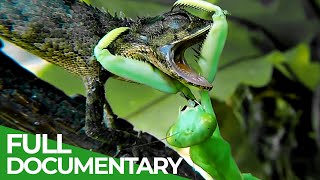 Praying Mantises  Deadly Killers of the Insect World  Free Documentary Nature [upl. by Wyon]