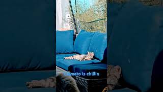 Clamato is chillin kitten nap chill zordia [upl. by Pederson]