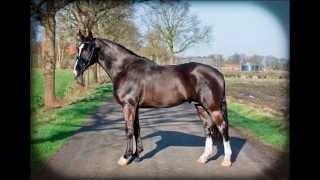 Macho Polo Groninger dekhengst Gerlinus x Onno s Promotiefilm [upl. by Idner]