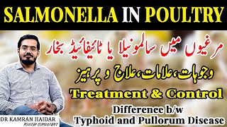 Salmonella in Poultry  Fowl Typhoid and Pullorum Disease  Murghiyon mein Typhoid Fever ki Bemari [upl. by Root]