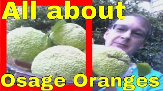 Osage Orange Health Benefits in Description Tree Fruit Hedge Apple Horse Apple Maclura pomifera [upl. by Rani]