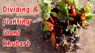 How to Divide and Plant Rhubarb  Replanting Crowns [upl. by Moreno]