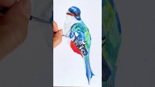 Pintó un tocororo cubano en acuarela art watercolor birdpainting watercolortutorial [upl. by Hynes913]