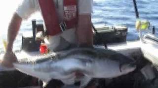 Kingfish Fishing New Zealand [upl. by Sweet]