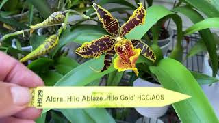 Aliceara Hilo Ablaze Hilo Gold Orchid in Bloom  October 2024 [upl. by Aloke]