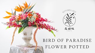 天堂鳥艷麗色彩～很適合喜慶祝賀 盆花示範  Floral Fun花枝玩 [upl. by Danziger]