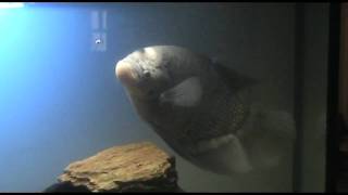 Giant Gourami 15quot  Fish in Thailand [upl. by Mishaan]