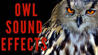 OWL SOUND EFFECTS  Hooting and Screeching [upl. by Yngiram]