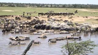 Wildebeest Crossing the Mara River Sept 2014 [upl. by Ytsirhc]