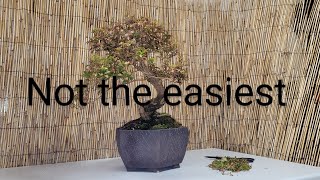 Pieris Bonsai 2 different examples need of a clean up [upl. by Tnahs]