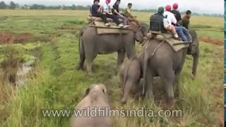 Elephant Safari at Kaziranga National Park Assam [upl. by Rotceh]