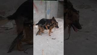 Dogs matingdogs breeding [upl. by Kenward]