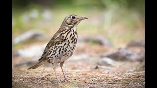 TORDO bottaccio richiamo alba Call Thrush at dawn [upl. by Arraeit]