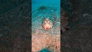 いつもムスーッとしてるオニオコゼ。ピグモン…… 伊戸 水中動画 海が好き diving underwatermovie gopro goprounderwater [upl. by Holladay]