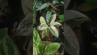 Calathea Varieties Variegated repens [upl. by Carr]