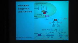 Joan Steitz Noncoding RNAs With a Viral Twist [upl. by Hollister701]