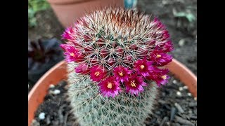 Cómo cuidar de una Mammillaria spinosissima  Biznaga espinosa [upl. by King672]