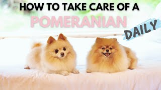 How To Take Care Of A Pomeranian Daily  Ultimate New Pom Owners Guide [upl. by Mohkos]