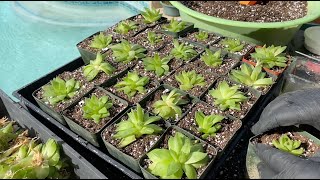 Haworthia Propagation Tips  Episode 158 [upl. by Enaamuj762]