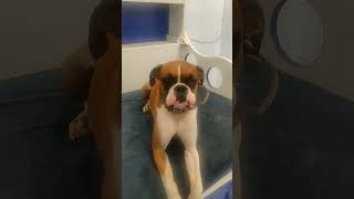 Leo howling boxerdog boxer doghowling dogsound dogreaction [upl. by Avihs]