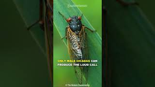 Cicada  The Loudest Insect On Earth [upl. by Story195]