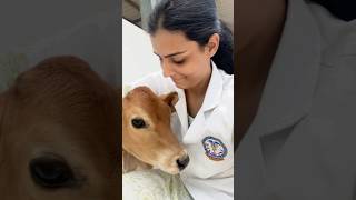 BVSC amp AH subjects veterinary vetstudent vet trending viral neetexam neet2024 myvetjourney [upl. by Roseann]