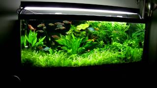 75 Gallon Planted Aquarium March 2013 [upl. by Hudgens825]