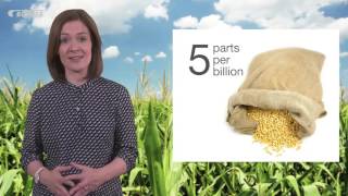 Mycotoxin reduction in cereal grains [upl. by Curr992]