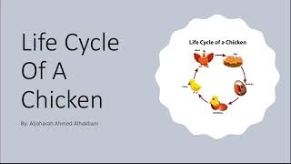 Life cycle of a chicken [upl. by Nerat87]