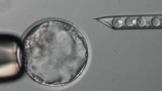 Blastocyst Microinjection [upl. by O'Donoghue]