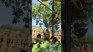 The Playful Golden Snub nosed Monkey shorts animals [upl. by Leile]