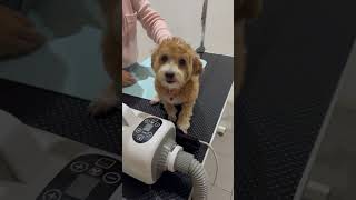 Detick injection dog pets petowner dogowner puppy fyp viralvideo buddypet follow highlight [upl. by Jeraldine]